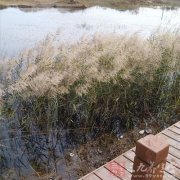 家中缺少这东西小三必定打上门(2)