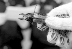 昆虫标本非法进境被截获(组图)