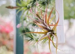 【手工DIY】别再买花瓶了，教你不花一分钱做盆栽！