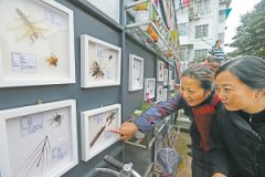 社区有了昆虫标本角