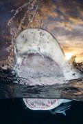 全球水下摄影大赛 柠檬鲨出水照夺冠