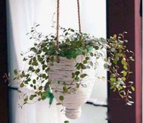 早知道塑料瓶养花种菜这么爽，还买什么花盆！