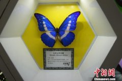 湖南首家蝴蝶公园将开园 “世界最美蝴蝶”标本亮相