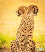 脑袋呢？动物“神走位”造视觉错觉