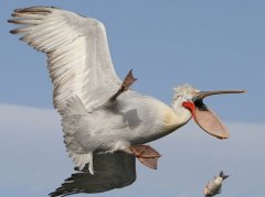 最逗比的动物：2016野生动物喜剧摄影大赛公布入围作品