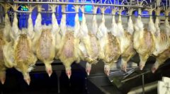  德国自动化杀鸡 告诉你什么叫工业强国！