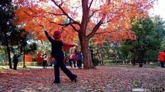 [纯视觉]北京初冬地坛公园秋意不减