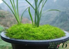 兰花盆面苔藓的制作