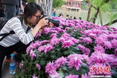 视觉临汾：众游客“扎堆”西湖赏菊 场面壮观