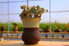 3位女大学生乐当种花匠 坎墩后花园打造“花样年华”