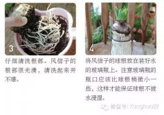 教你在家diy各种水培植物 动起来!