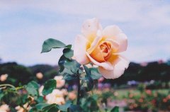 那些花儿 清新唯美图片