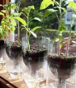 可乐塑料瓶手工制作灯无水印,可乐瓶手工制作菊花灯,怎样用可乐的塑料瓶做手