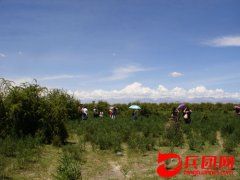 农一师四团7万亩河滩生态林效益凸显，风景优美，成为野生动物的栖息地