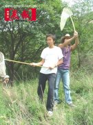 昆虫标本是这样制成的(组图)