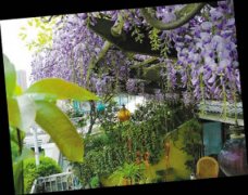 智能浇灌还节水 环保达人把阳台DIY成空中花园