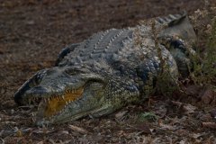 布艺小鳄鱼布偶玩偶手工diy制作教程