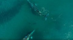 美摄影师实拍鲸鱼与海豚共同嬉戏画面