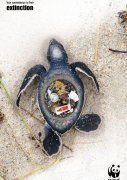 海龟肚里塞满香蕉皮死鱼腹中满是玻璃珠 创意图片揭露海洋垃圾危害