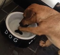 小狗将碗底骨头图片当真 徒劳打捞滑稽可爱(图)