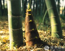 吃一顿它，可刮三天油！减肥、降血脂就靠它！