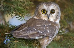 关于猫头鹰:猫头鹰的外貌有哪些特点?