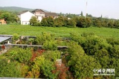 组图：生态田园风景 两岸大学生走访旺山新农村