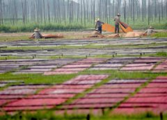 香云纱（薯良布）制作工艺