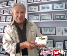 唐山老人喜爱手工制作 收集蝴蝶标本200余种（图）