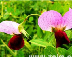 迷迭香的花语是什么 迷迭香花语和相关知识