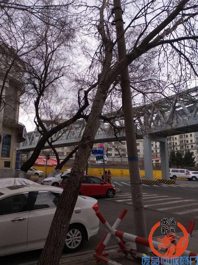 电车街大树与电线杆“相依”  树枝缠电线上很危险