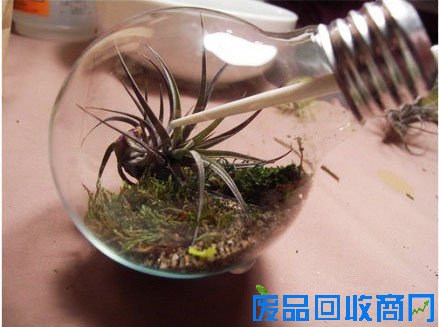 灯泡diy盆栽装饰